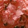 Laurier Rose - Nerium Oleander Rose Saumon Double -Promesse de Fleurs Magasin nerium oleander rose saumon double 83384 1