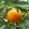 Oranger - Citrus Sinensis - Agrumes 2 Oranger - Citrus Sinensis - Agrumes -Promesse de Fleurs Magasin oranger