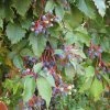 Vigne Vierge - Parthenocissus Quinquefolia -Promesse de Fleurs Magasin parthenocissus quinquefolia 681458001 1 1