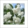 Seringat Blanc - Philadelphus Albâtre 2 Seringat Blanc - Philadelphus Albâtre -Promesse de Fleurs Magasin philadelphus albatre 84187 1