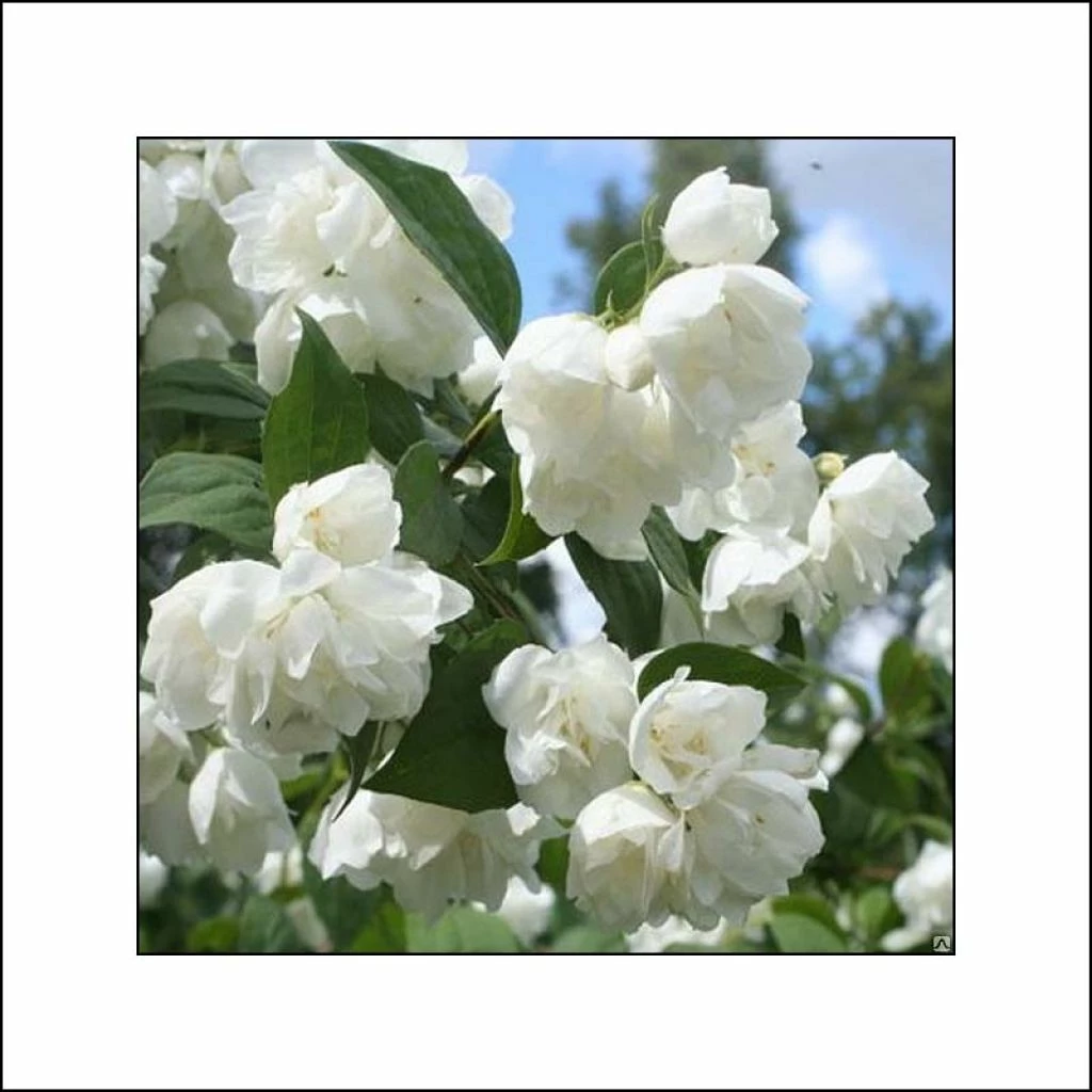 Seringat Blanc - Philadelphus Albâtre 3 Seringat Blanc - Philadelphus Albâtre