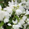 Philadelphus Little White Love - Seringat Nain. -Promesse de Fleurs Magasin philadelphus little white love 84191 1