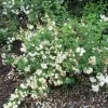 Seringat - Philadelphus Snowbelle 2 Seringat - Philadelphus Snowbelle -Promesse de Fleurs Magasin philadelphus snowbelle 1001572 1