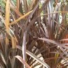 Phormium Tenax Purpureum - Lin De Nouvelle-Zélande -Promesse de Fleurs Magasin phormium tenax purpureum pot de 3l 83517 1