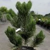 Pin - Pinus Heldreichii Satellit 2 Pin - Pinus Heldreichii Satellit -Promesse de Fleurs Magasin pinus heldreichii satellit 100785 1