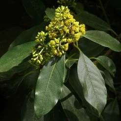 Pittosporum Daphniphylloides