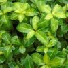 Pittosporum Tenuifolium Golden Ball -Promesse de Fleurs Magasin pittosporum tenuifolium golden ball 85615 1 1
