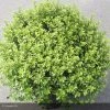 Pittosporum Tenuifolium Midget -Promesse de Fleurs Magasin pittosporum tenuifolium midget 15119 1
