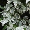 Pittosporum Tenuifolium Elisabeth -Promesse de Fleurs Magasin pittosporum tenuifolium elisabeth