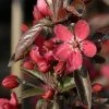 Pommier D'ornement - Malus Dark Rosaleen -Promesse de Fleurs Magasin pommier d ornement malus dark rosaleen if 17922 1