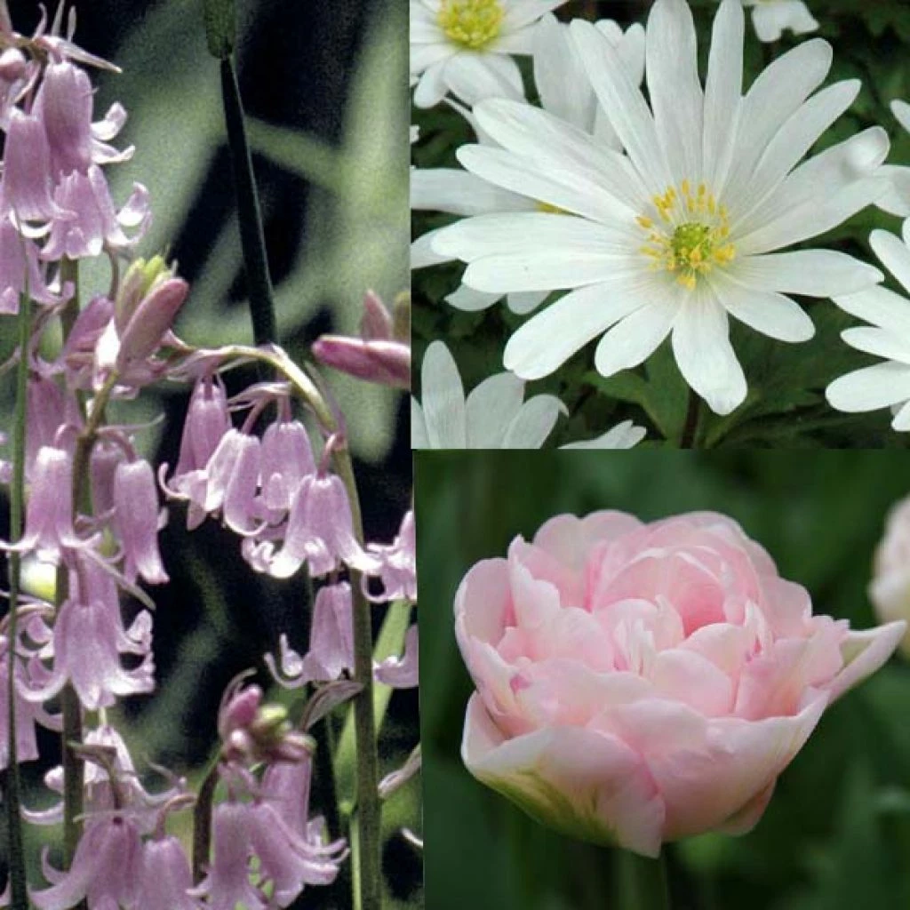 Potée Rose 3 Potée Rose