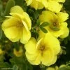 Potentille Arbustive - Potentilla Fruticosa Double Punch Gold -Promesse de Fleurs Magasin potentilla fruticosa double punch gold 100807 1