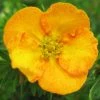 Potentilla Fruticosa Tangerine - Potentille Arbustive 1 Potentilla Fruticosa Tangerine - Potentille Arbustive -Promesse de Fleurs Magasin potentilla fruticosa tangerine potentille arbustive v fl