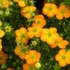 Potentille Arbustive Bella Sol - Potentilla Fruticosa 1 Potentille Arbustive Bella Sol - Potentilla Fruticosa -Promesse de Fleurs Magasin potentille arbustive bella sol 85478 1