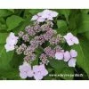 Hortensia Serrata Princesse Eugénie -Promesse de Fleurs Magasin princesse eugenie
