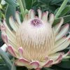 Protea Susara - Protée Hybride -Promesse de Fleurs Magasin protea susara 83443 2