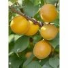 Abricotier - Prunus Armeniaca Bulida -Promesse de Fleurs Magasin prunus armeniaca bulida 100995 1