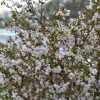Cerisier à Fleurs Nain Du Japon - Prunus Incisa Kojo No Mai 1 Cerisier à Fleurs Nain Du Japon - Prunus Incisa Kojo No Mai -Promesse de Fleurs Magasin prunus incisa kojo no mai 7930 1