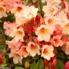 Rhododendron Jingle Bells - Rhododendron Nain -Promesse de Fleurs Magasin rhodo jingle bells 80479 1