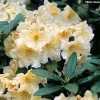 Rhododendron Champagne - Grand Rhododendron -Promesse de Fleurs Magasin rhododendron champagne 781706 1