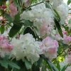 Rhododendron Loderi King George -Promesse de Fleurs Magasin rhododendron loderi king george 83665 1