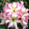 Rhododendron Melrose Flash - Grand Rhododendron -Promesse de Fleurs Magasin rhododendron melrose flash 781743 1