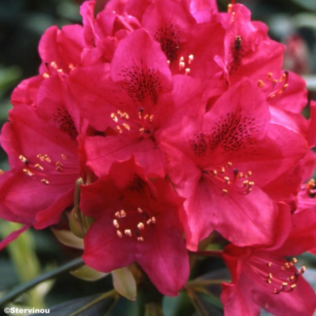 Rhododendron Nova Zembla - Grand Rhododendron 3 Rhododendron Nova Zembla - Grand Rhododendron