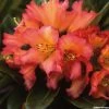 Rhododendron Unique Marmalade - Grand Rhododendron -Promesse de Fleurs Magasin rhododendron unique marmalade 781750 1