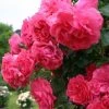 Rosier Grimpant Rosarium Uetersen -Promesse de Fleurs Magasin rosarium uetersen 712842 3
