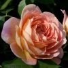 Rosier David Austin Lady Of Shalott -Promesse de Fleurs Magasin rosier anglais lady of shalot 771463 1