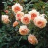 Rosier David Austin A Shropshire Lad -Promesse de Fleurs Magasin rosier david austin a shropshire lad 665312 1