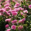 Rosier David Austin Gertrude Jekyll 2 Rosier David Austin Gertrude Jekyll -Promesse de Fleurs Magasin rosier david austin gertrude jekyll 665072