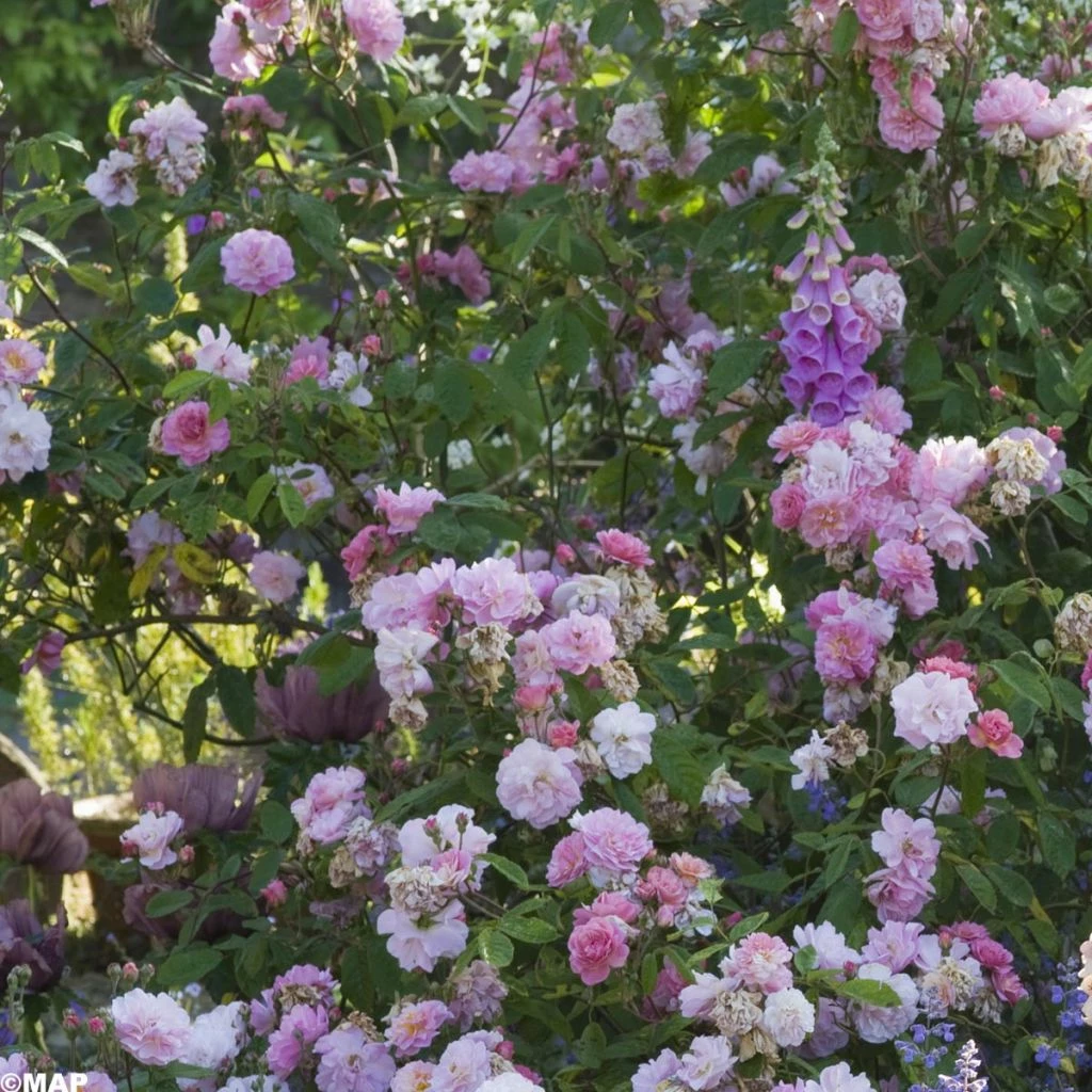 Rosier Ancien Felicia 3 Rosier Ancien Felicia