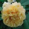 Rosier Ancien Fragrant Old Yellow 1 Rosier Ancien Fragrant Old Yellow -Promesse de Fleurs Magasin rosier fragant old yellow 771501 1
