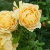 Rosier David Austin Golden Celebration -Promesse de Fleurs Magasin rosier golden celebration 66521 1