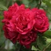 Rosier Grimpant Blaze Superior (Blaze Improved, Demokracie) -Promesse de Fleurs Magasin rosier grimpant blaze superior 15619 1