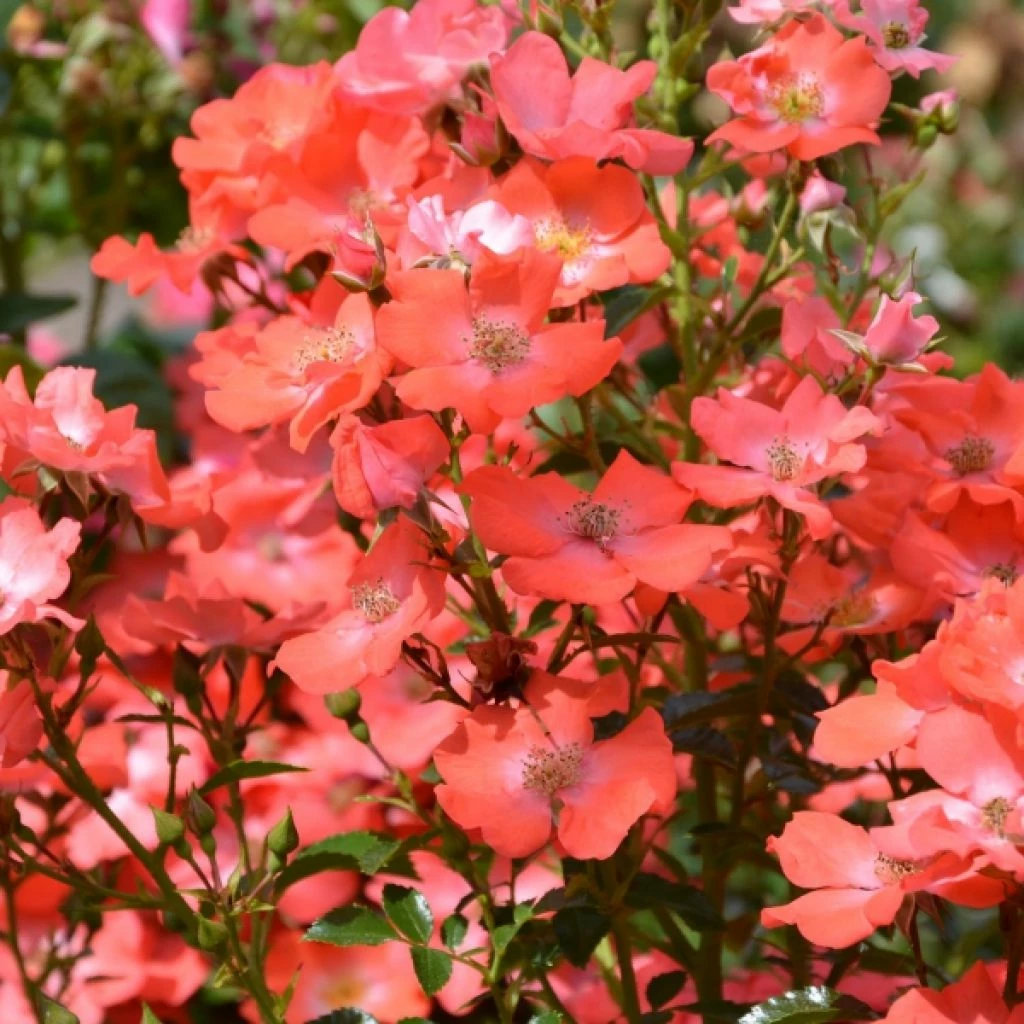 Rosier Décorosiers Isalia 3 Rosier Décorosiers Isalia