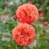 Rosier David Austin Summer Song 1 Rosier David Austin Summer Song -Promesse de Fleurs Magasin rosier summer song 66517 1