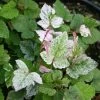 Rubus Microphyllus Variegatus - Ronce D'ornement Panachée -Promesse de Fleurs Magasin rubus microphyllus variegatus v 19364 1