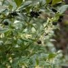Sarcococca Hookeriana -Promesse de Fleurs Magasin sarcococcas hookeriana type 7816000 1