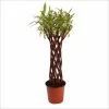 Saule à Bois Brun Tressé - Forme Colonne -Promesse de Fleurs Magasin saule a bois brun tresse forme colonne 86474 1