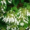 Schizophragma Integrifolia - Hydrangée à Feuilles Entières -Promesse de Fleurs Magasin schizophragma integrifolia 67800 1