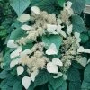 Schizophragma Hydrangeoides Moonlight 2 Schizophragma Hydrangeoides Moonlight -Promesse de Fleurs Magasin schizophragma moonlight 771567 1