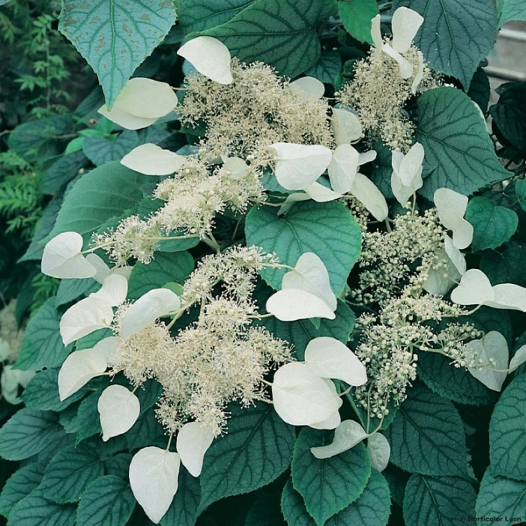 Schizophragma Hydrangeoides Moonlight 3 Schizophragma Hydrangeoides Moonlight