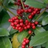 Skimmia Japonica Veitchii -Promesse de Fleurs Magasin skimmia japonica veitchii ld tonyrodd 7845 1