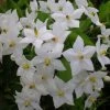 Solanum Jasminoides Album -Promesse de Fleurs Magasin solanum jasminoides album 491544 3