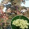 Sorbus Scalaris - Sorbier à Feuilles De Fougère -Promesse de Fleurs Magasin sorbus scalaris IF 17291 1