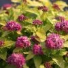 Spirée Japonaise Double Play Gold - Spiraea Japonica -Promesse de Fleurs Magasin spiraea japonica double play gold 85233 1