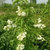 Staphylea Colchica - Faux Pistachier 1 Staphylea Colchica - Faux Pistachier -Promesse de Fleurs Magasin staphylea colchica 9602 1