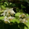 Styrax Japonica - Styrax Japonais 2 Styrax Japonica - Styrax Japonais -Promesse de Fleurs Magasin styrax japonica 74160 6